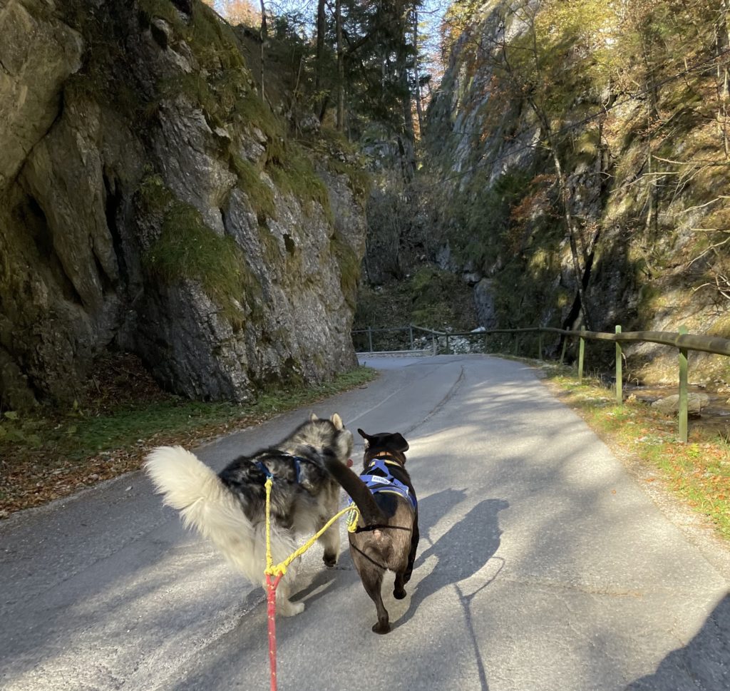 DOG JORING HIKES & RIDES wildnasswald.at