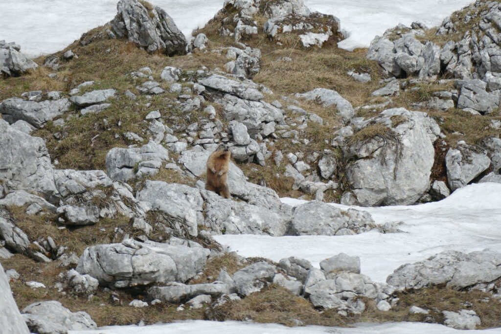 Marmot